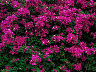 Beautiful blooming bougainvillea flowers in pink color with foliages.