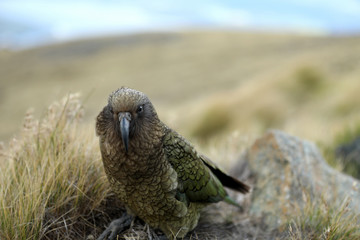 Wilder Kea Papagei in den Bergen in Neuseeland