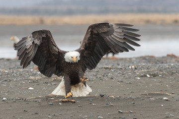 Adult North America Bald Eagle in Kachemak Bay, Alaska