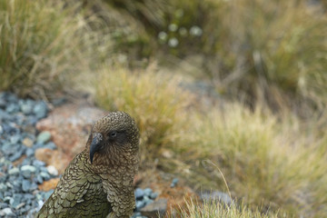 Wilder Kea Papagei in den Bergen in Neuseeland