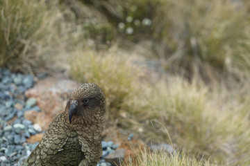 Wilder Kea Papagei in den Bergen in Neuseeland