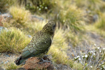 Wilder Kea Papagei in den Bergen in Neuseeland