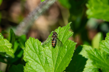 Marmalade Hoverfly on Leaf in Springtime
