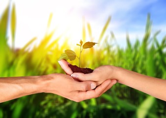 Hands of young beautiful couple holding little green plant