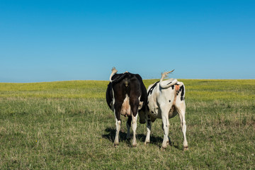 Cattle farm, Patagonia, Argentina