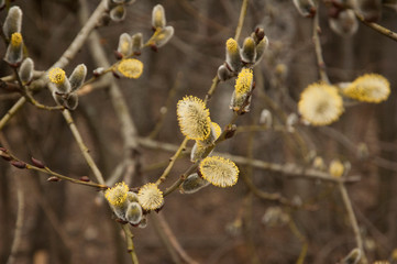 buds on a tree