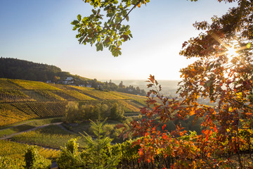 Bade-Baden_Rebland_Weinberge im Spätsommer_11