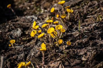 coltsfoot