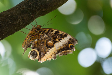 Fototapeta premium Schmetterling - Eulenauge