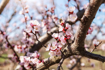 Close up of bee on blooming tree at spring.