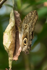 EulenAuge - Caligo eurilochus