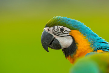 Closeup blue and gold macaw