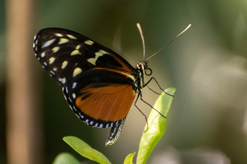 Kleiner Tiger - Danaus chrysippus
