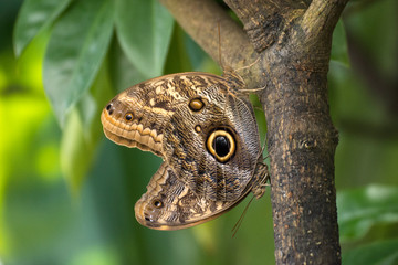 EulenAuge - Caligo eurilochus