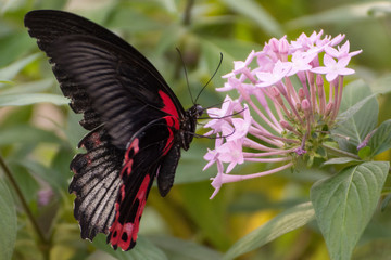 Schmetterling - Nahrungssuche