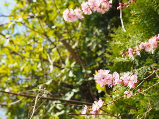 初春の山に咲く山桜の可憐な花