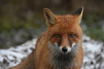 fox - 257651074