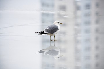 Fototapeta premium Sea gull reflection ice winter nature color water 