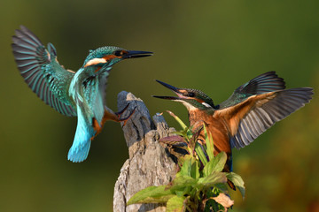 Common kingfisher fight