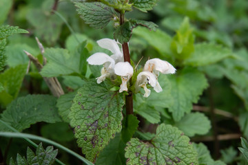 White Dead Nettle Flowers in Bloom in Winter