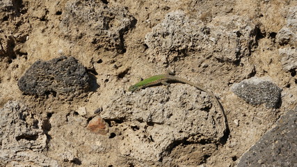 Green lizard on stone