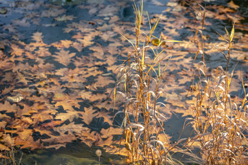 Autumn golden carved red oak Quercus rubra leaves under ice of a pond in garden. Suns rays fall on leaves and yellow dry grass on shore of pond. Magical theme of nature. Selective focus.