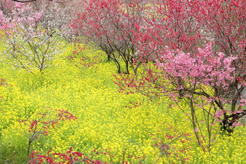 菜の花と桜と花桃の共演（高知県香南市）