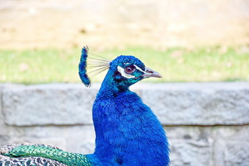 Naklejka premium Peacock Pavo Cristatus Head Closeup Portrait