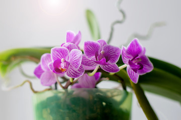 orchid. flower for gift, home plant. purple flower for girl