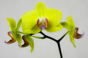 Obraz na płótnie Canvas Beautiful yellow orchid phalaenopsis