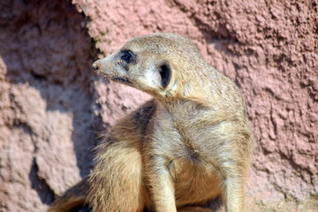 Meerkat Suricata Portrait Suricatta Watchful Snout Stock Photo 
