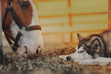 Dog and horse look at each other - obrazy, fototapety, plakaty