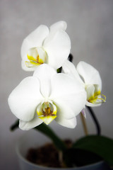 Naklejka na ściany i meble Beautiful white flower Orchid Phalaenopsis