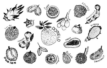Tropical fruit design set. Fruit: mangosteen, papaya, durian, pomelo, guava, chompoo, mangosteen, carambola