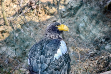 Eagle Haliaeetus Pelagicus Isolated Portrait