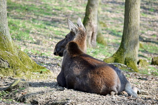 Reindeer Resting in the Forest Rangifer Tarandus Fennicus 