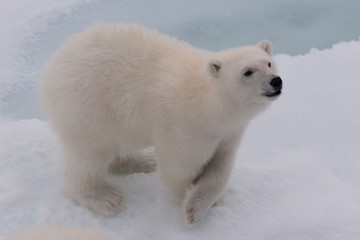 polar bear - 257652891