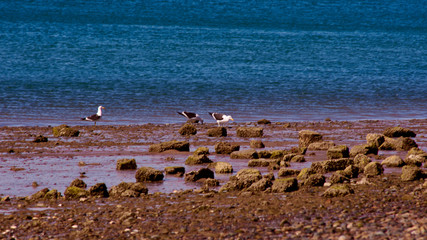  Blue sea, beach with rocks and birds walking