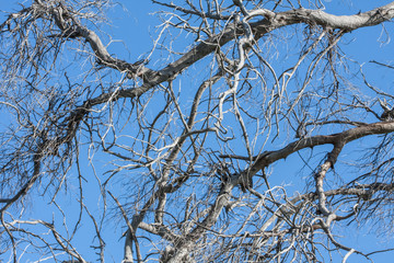 Bare branches in the blue sky