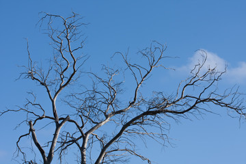 Bare branches in the blue sky