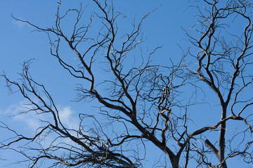 Bare branches in the blue sky