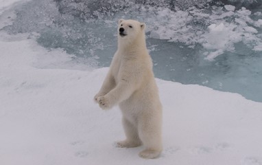 polar bear in the snow - 257653471