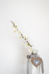 small delicate spring apple blossom in a glass vase with a heart