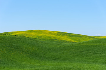 Obraz premium Beautiful farmland rural landscape, colorful spring flowers in Tuscany, Italy.