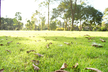 Landscape view of meadow in the morning
