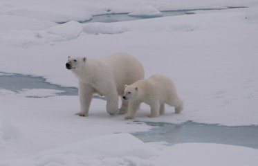 polar bear in snow - 257653846