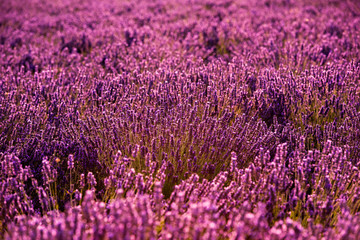 Obraz premium Close up Bushes of lavender purple aromatic flowers