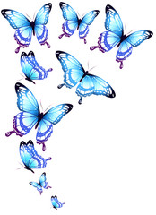 Fototapeta na wymiar beautiful blue butterflies, isolated on a white