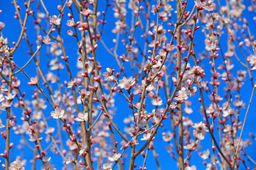 Peach blossom in the garden