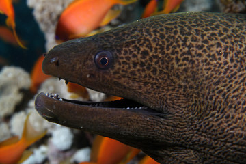 Gymnothorax javanicus EG-061....